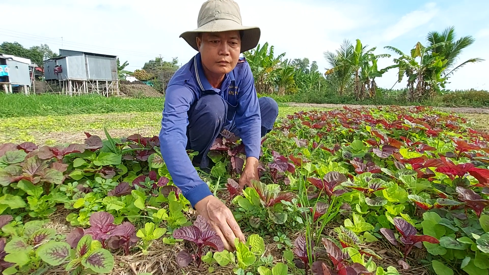 2021/01/08/trồng rau.jpg